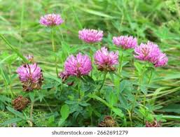 Attēlu rezultāti vaicājumam “Trifolium medium leaf”