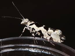 Attēlu rezultāti vaicājumam “Ypsolopha sequella”