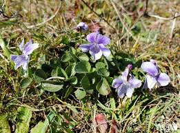 Attēlu rezultāti vaicājumam “Viola uliginosa bud”
