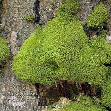 Attēlu rezultāti vaicājumam “Dicranum montanum”