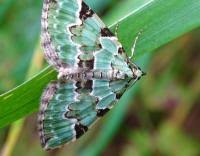 Attēlu rezultāti vaicājumam “Colostygia pectinataria”