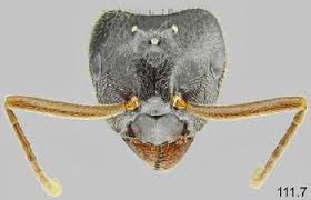 Attēlu rezultāti vaicājumam “Lasius fuliginosus”