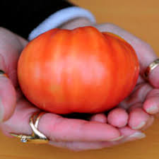 Afbeeldingsresultaat voor caspian pink tomato