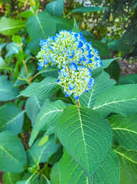 Attēlu rezultāti vaicājumam “Armeria vulgaris bud”