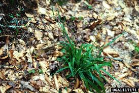Attēlu rezultāti vaicājumam “Carex loliacea leaf”