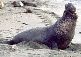 Attēlu rezultāti vaicājumam “Carnivora”