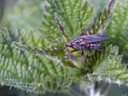 Attēlu rezultāti vaicājumam “Empididae”