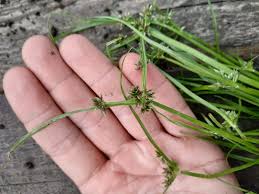 Attēlu rezultāti vaicājumam “Cyperus fuscus”