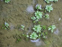 Attēlu rezultāti vaicājumam “Callitriche cophocarpa leaf”