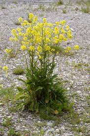 Attēlu rezultāti vaicājumam “Bunias orientalis”