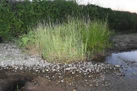 Attēlu rezultāti vaicājumam “Stemonitopsis aequalis (var. aequalis)”