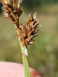 Attēlu rezultāti vaicājumam “Carex diandra leaf”