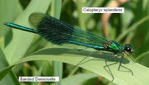 Attēlu rezultāti vaicājumam “Calopteryx splendens”