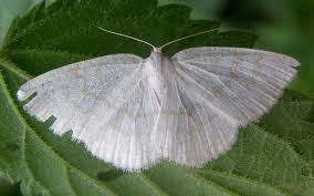Attēlu rezultāti vaicājumam “Idaea straminata”