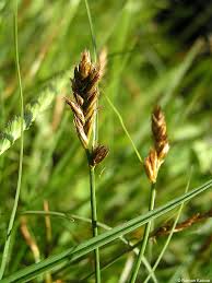 Attēlu rezultāti vaicājumam “Blysmus compressus flower”