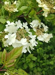 Attēlu rezultāti vaicājumam “Viburnum opulus flower”
