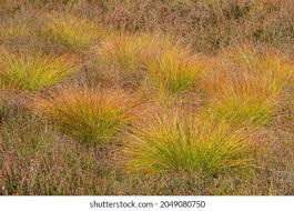 Attēlu rezultāti vaicājumam “Trichophorum cespitosum fruit”