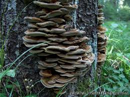 Attēlu rezultāti vaicājumam “Inonotus leporinus”