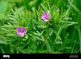 Attēlu rezultāti vaicājumam “Geranium dissectum flower”