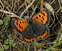 Attēlu rezultāti vaicājumam “Lycaena phlaeas”