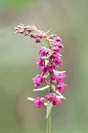 Attēlu rezultāti vaicājumam “Epipactis atrorubens flower”