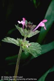 Attēlu rezultāti vaicājumam “Lamium amplexicaule flower”
