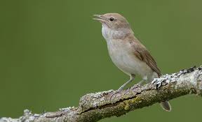 Attēlu rezultāti vaicājumam “Sylvia borin adult”