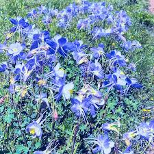 Image result for Aquilegia caerulea
