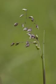 Attēlu rezultāti vaicājumam “Briza media bud”