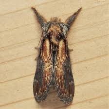 Attēlu rezultāti vaicājumam “Notodontidae”