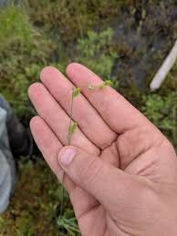 Attēlu rezultāti vaicājumam “Carex capillaris”