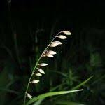 Attēlu rezultāti vaicājumam “Melica nutans leaf”