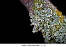 Attēlu rezultāti vaicājumam “Physcia adscendens”