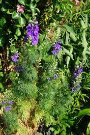 Attēlu rezultāti vaicājumam “Consolida regalis leaf”