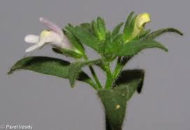 Attēlu rezultāti vaicājumam “Microrrhinum minus flower”