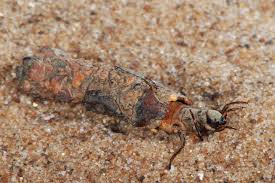 Attēlu rezultāti vaicājumam “Potamophylax”