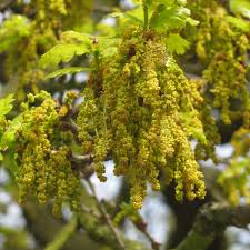 Attēlu rezultāti vaicājumam “Quercus robur male flower”