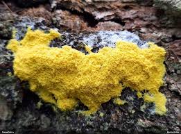 Attēlu rezultāti vaicājumam “Fuligo luteonitens macro”