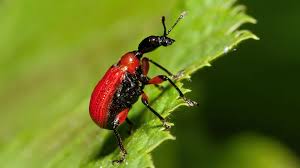 Attēlu rezultāti vaicājumam “Apoderus coryli”