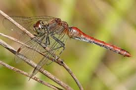 Attēlu rezultāti vaicājumam “Sympetrum sanguineum male”