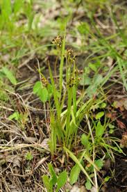 Attēlu rezultāti vaicājumam “Luzula multiflora”