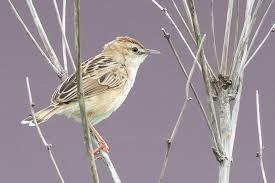 Image result for Cisticola juncidis