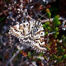 Attēlu rezultāti vaicājumam “Callistege mi”