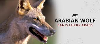 Image result for canis lupus arabs