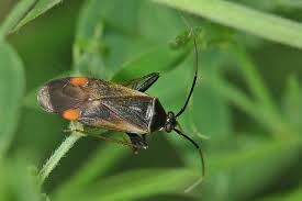 Attēlu rezultāti vaicājumam “Adelphocoris seticornis”