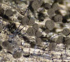 Attēlu rezultāti vaicājumam “Comatricha elegans stalked”