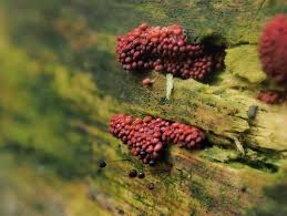 Attēlu rezultāti vaicājumam “Heterotrichia pomiformis (syn. Arcyria pomiformis) stalked”