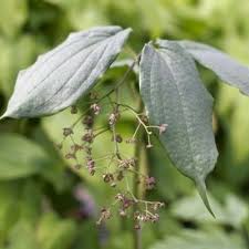 Attēlu rezultāti vaicājumam “Maianthemum bifolium bud”