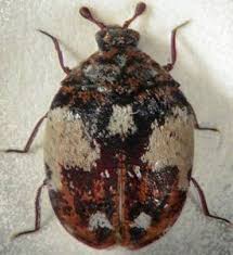 Attēlu rezultāti vaicājumam “Dermestidae”