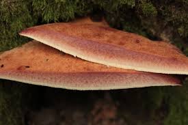 Attēlu rezultāti vaicājumam “Fistulina hepatica”